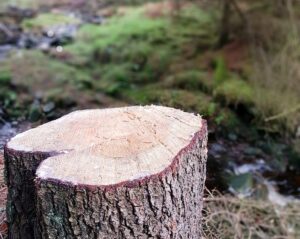 Heart shaped tree stump in a forest as a reminder that kindness matters.