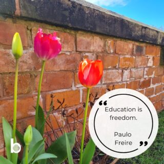 'Education is freedom'
Paulo Freire
Image: Tulips by a red-brick wall in the sunshine