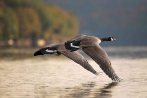 Photo of two Canada geese in flight. They are just above water/a lake and there are trees in the background.