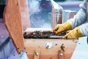 Photo of an open wooden beehive with bees. On the LHS you can see the wooden lid in a vertical position. On the RHS you can see a bee keeper's arms with protective clothing and yellow gloves on.